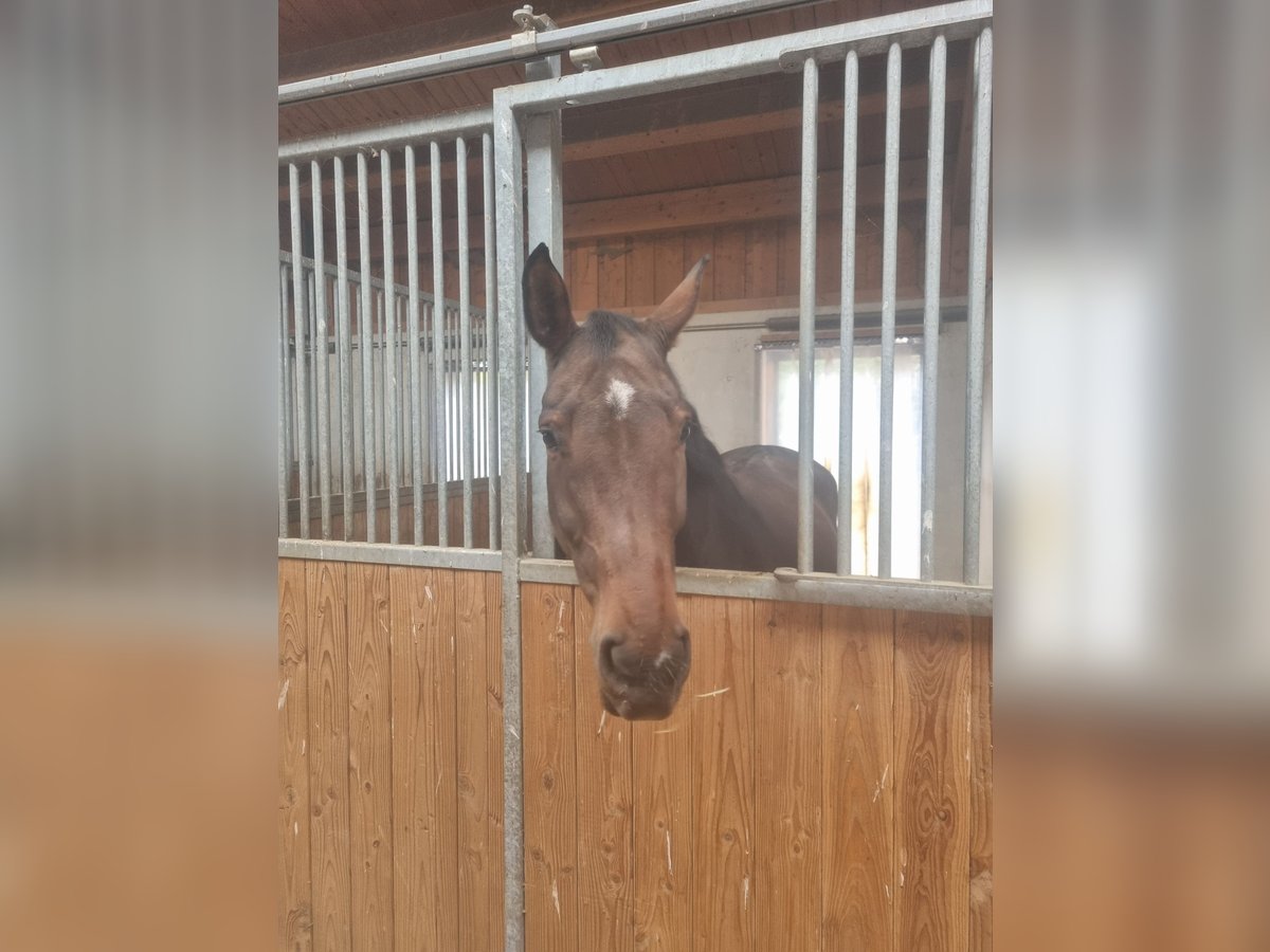 Oldenburger Springpferd Stute 6 Jahre 172 cm Schwarzbrauner in Baar Schwaben Oldenburger Springpferd Stute 6 Jahre 172 cm Schwarzbrauner in Baar Schwaben