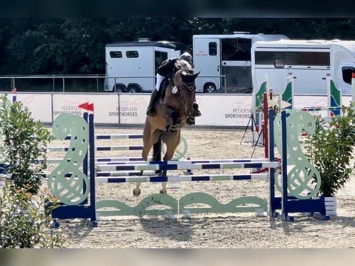 Oldenburger Springpferd Stute 6 Jahre 173 cm Brauner in Schwarmstedt