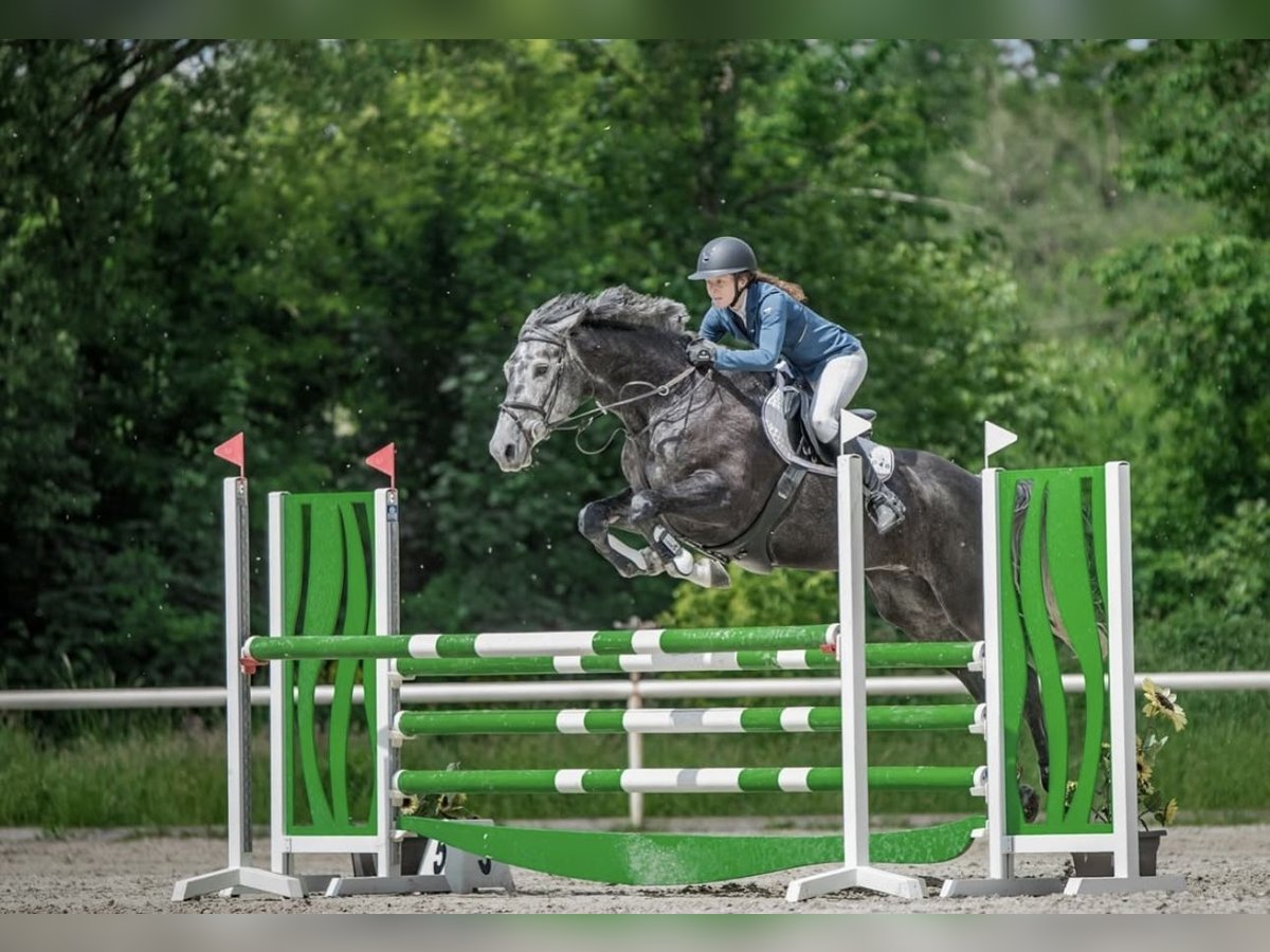 Oldenburger Springpferd Stute 6 Jahre 175 cm Schimmel in Obrok