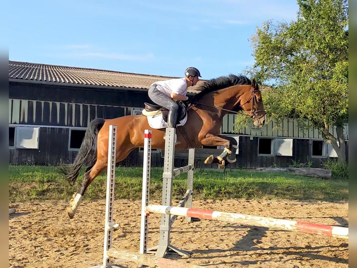Oldenburger Springpferd Stute 6 Jahre 176 cm Brauner in Stuttgart Vaihingen