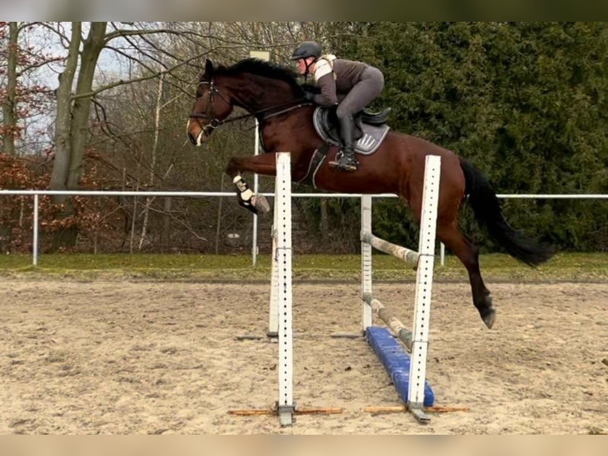 Oldenburger Springpferd Stute 6 Jahre 179 cm Brauner in Gotha