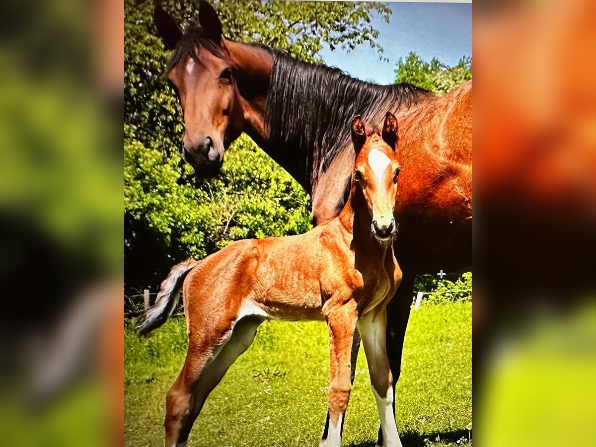 Oldenburger Springpferd Stute 6 Jahre Brauner in K&#xFC;rten