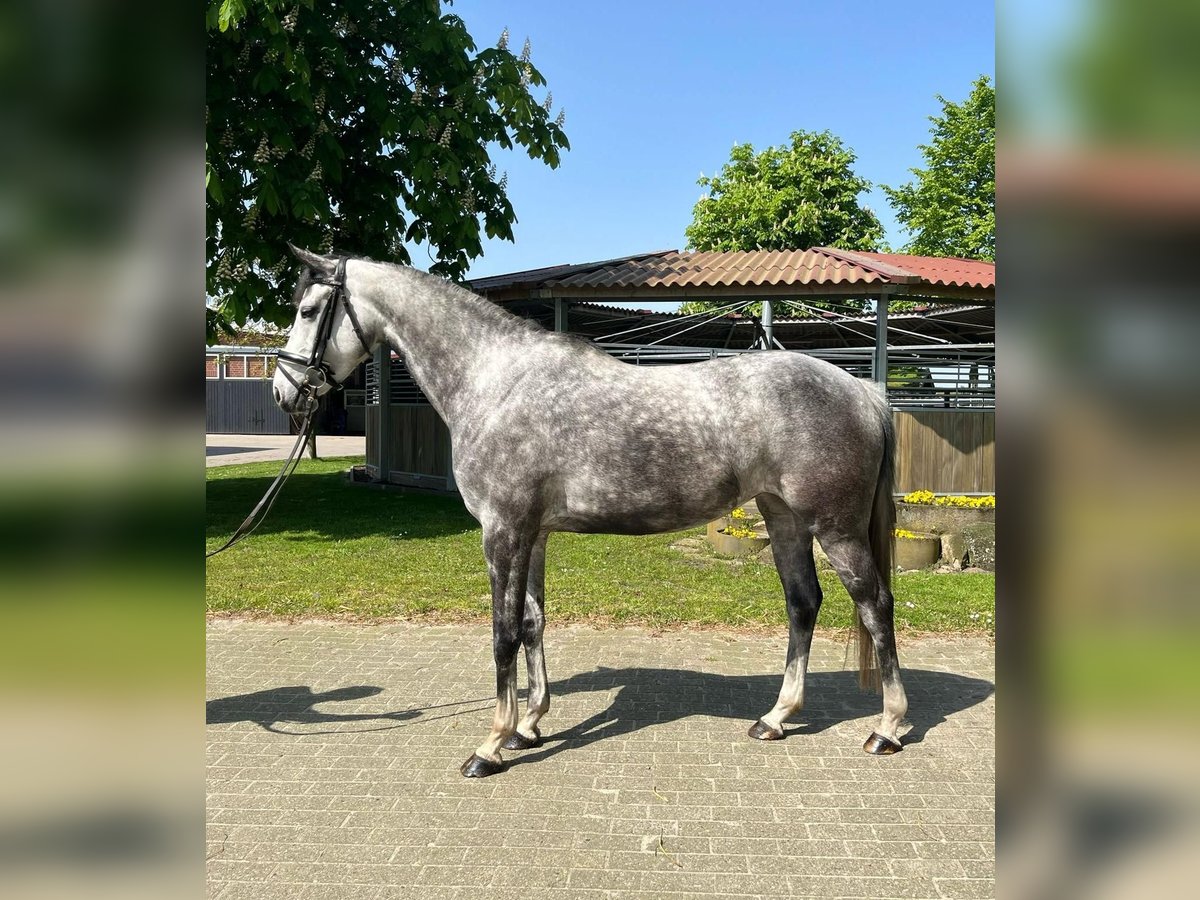 Oldenburger Springpferd Mix Stute 7 Jahre 160 cm Apfelschimmel in Wildeshausen