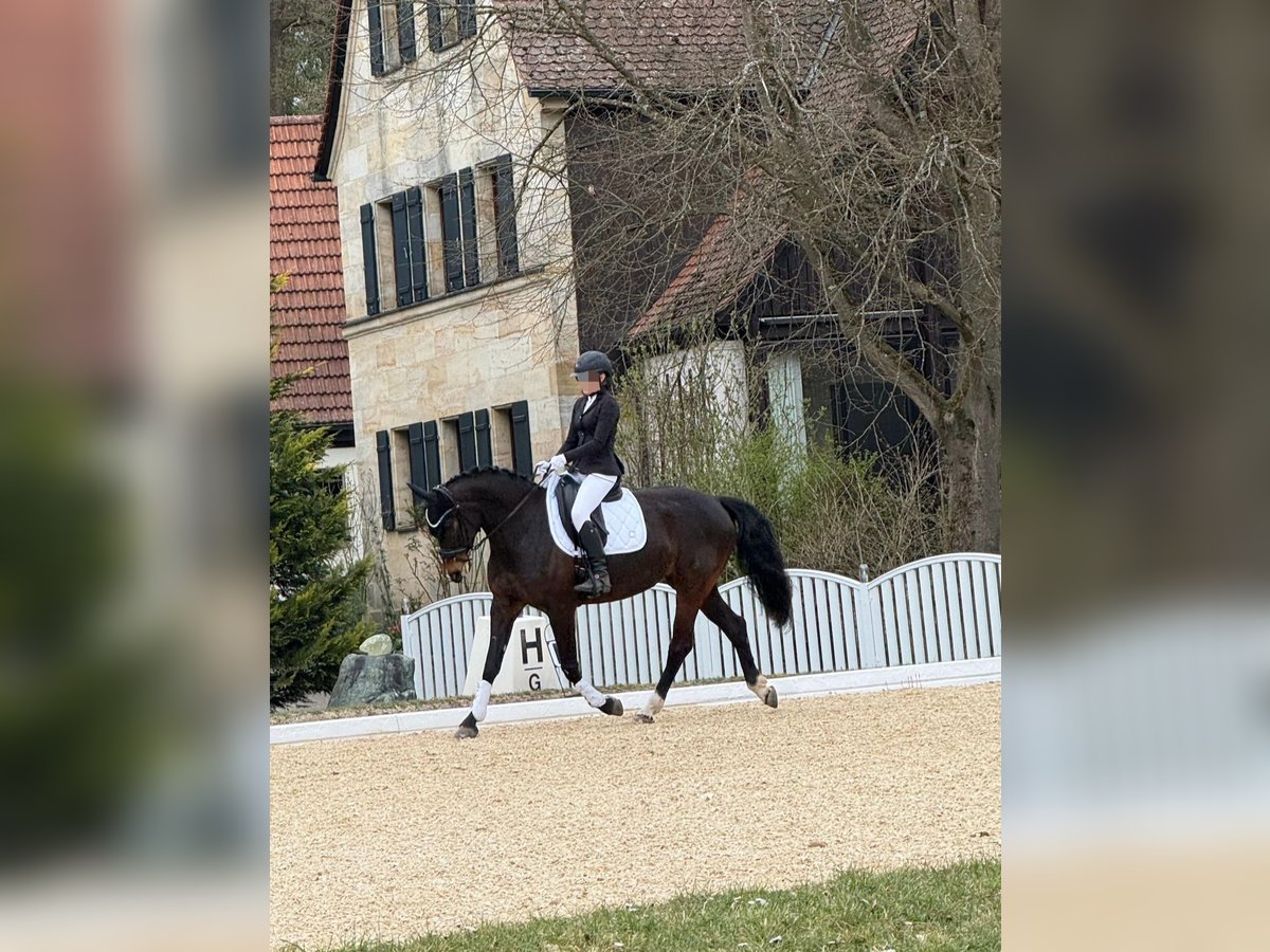 Oldenburger Springpferd Stute 7 Jahre 165 cm Brauner in Herzogenaurach
