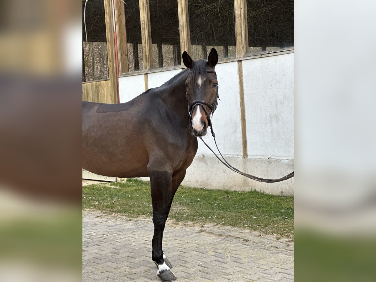 Oldenburger Springpferd Stute 7 Jahre 165 cm Brauner in Blomberg