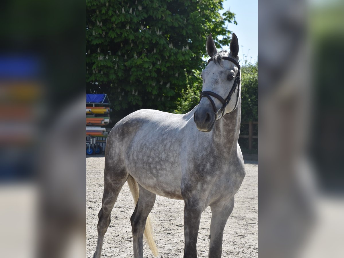 Oldenburger Springpferd Stute 7 Jahre 166 cm Schimmel in Haan