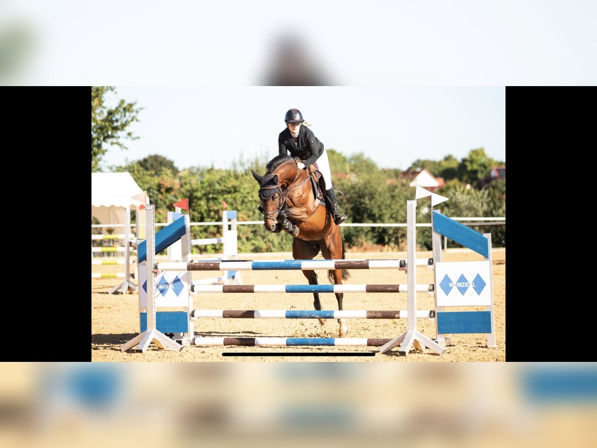 Oldenburger Springpferd Stute 7 Jahre 168 cm Brauner in K&#xFC;mmersbruck