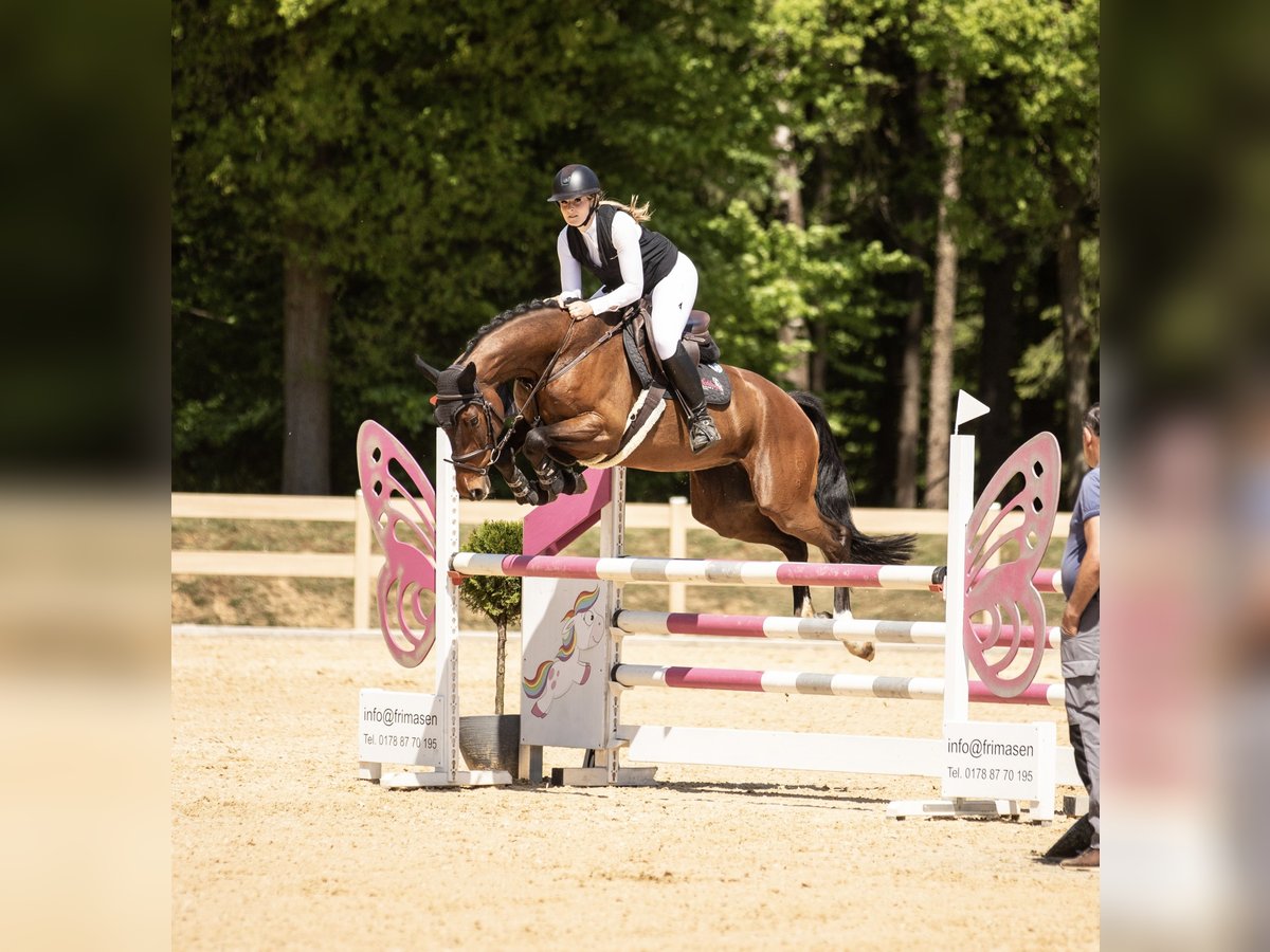 Oldenburger Springpferd Stute 7 Jahre 168 cm Brauner in K&#xFC;mmersbruck