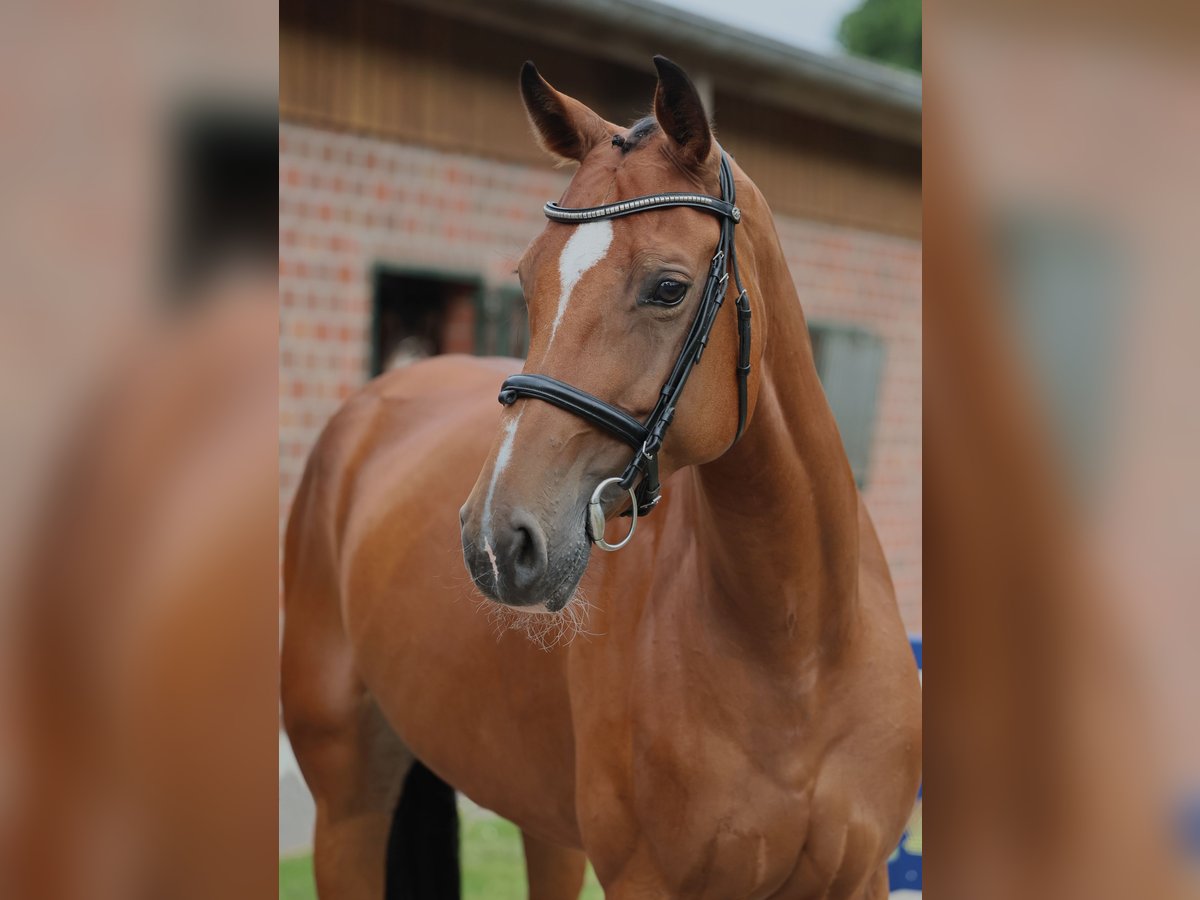 Oldenburger Springpferd Stute 7 Jahre 170 cm Brauner in Diepholz