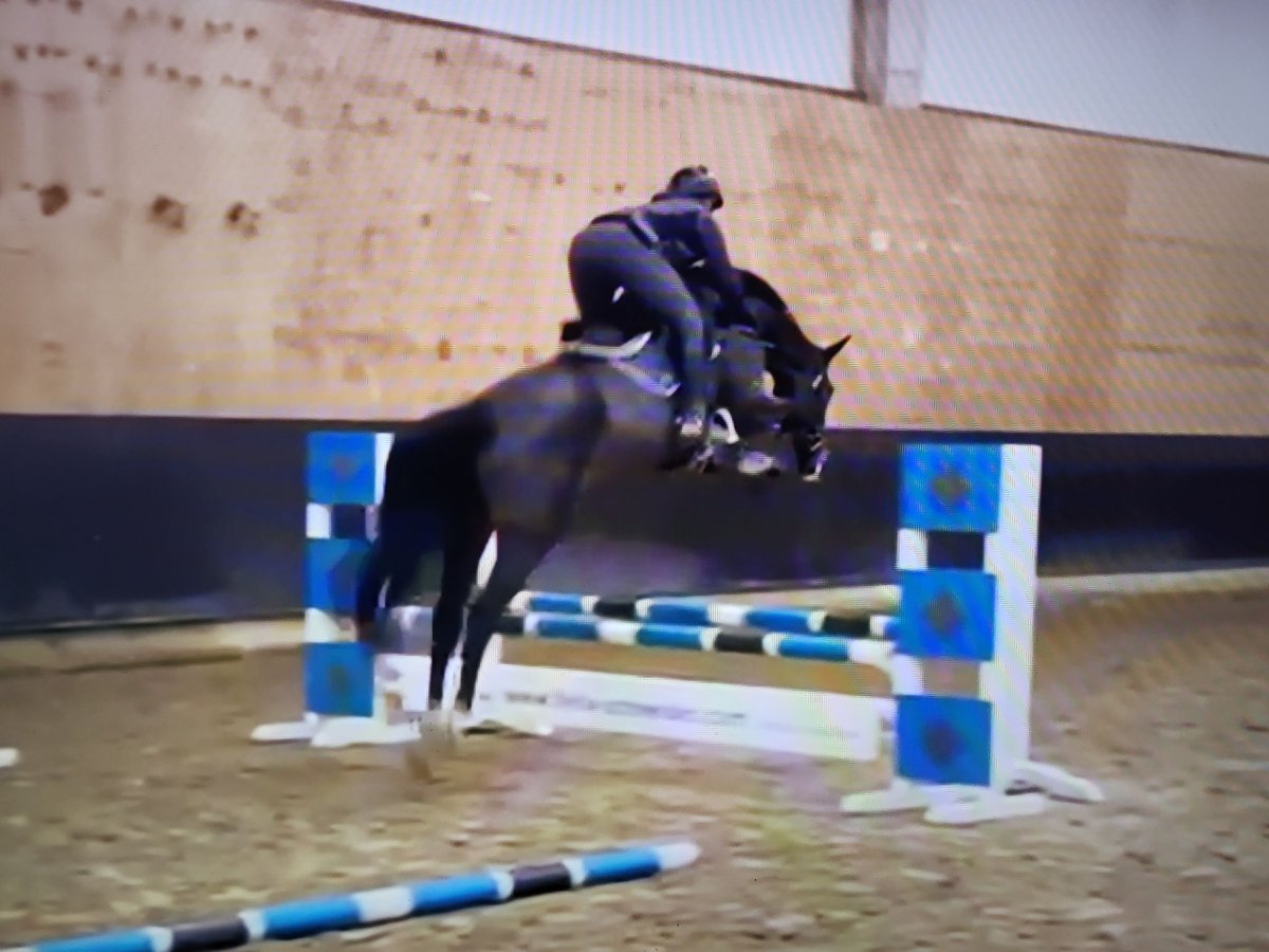 Oldenburger Springpferd Stute 7 Jahre 170 cm Dunkelbrauner in Emstek