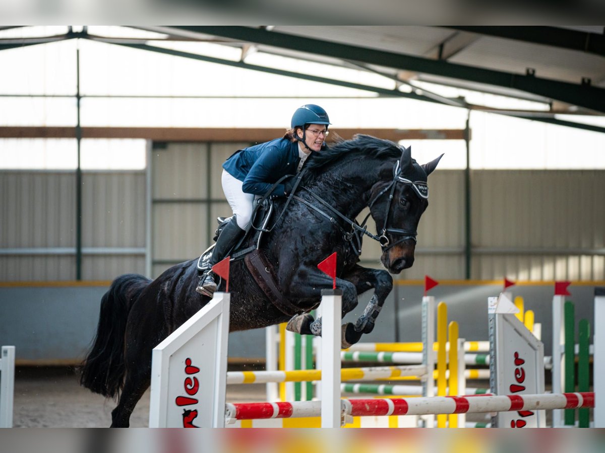Oldenburger Springpferd Stute 7 Jahre 170 cm Schwarzbrauner in Piethen