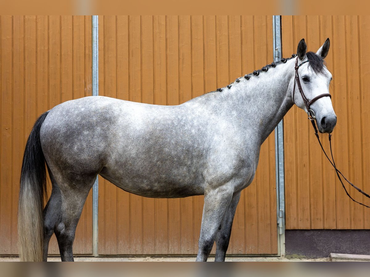 Oldenburger Springpferd Stute 7 Jahre 173 cm Apfelschimmel in Windeck