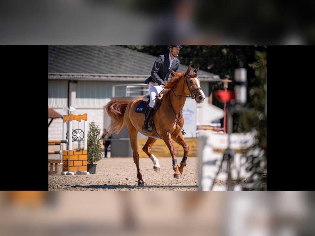 Oldenburger Springpferd Stute 7 Jahre 174 cm Fuchs in Gie&#xDF;en