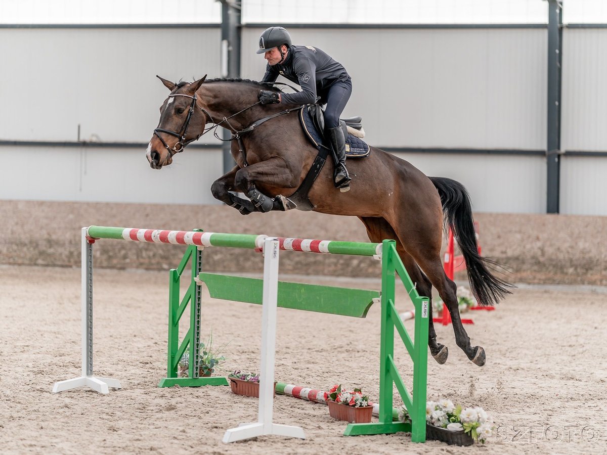 Oldenburger Springpferd Stute 7 Jahre 175 cm Rotbrauner in Zduchovice