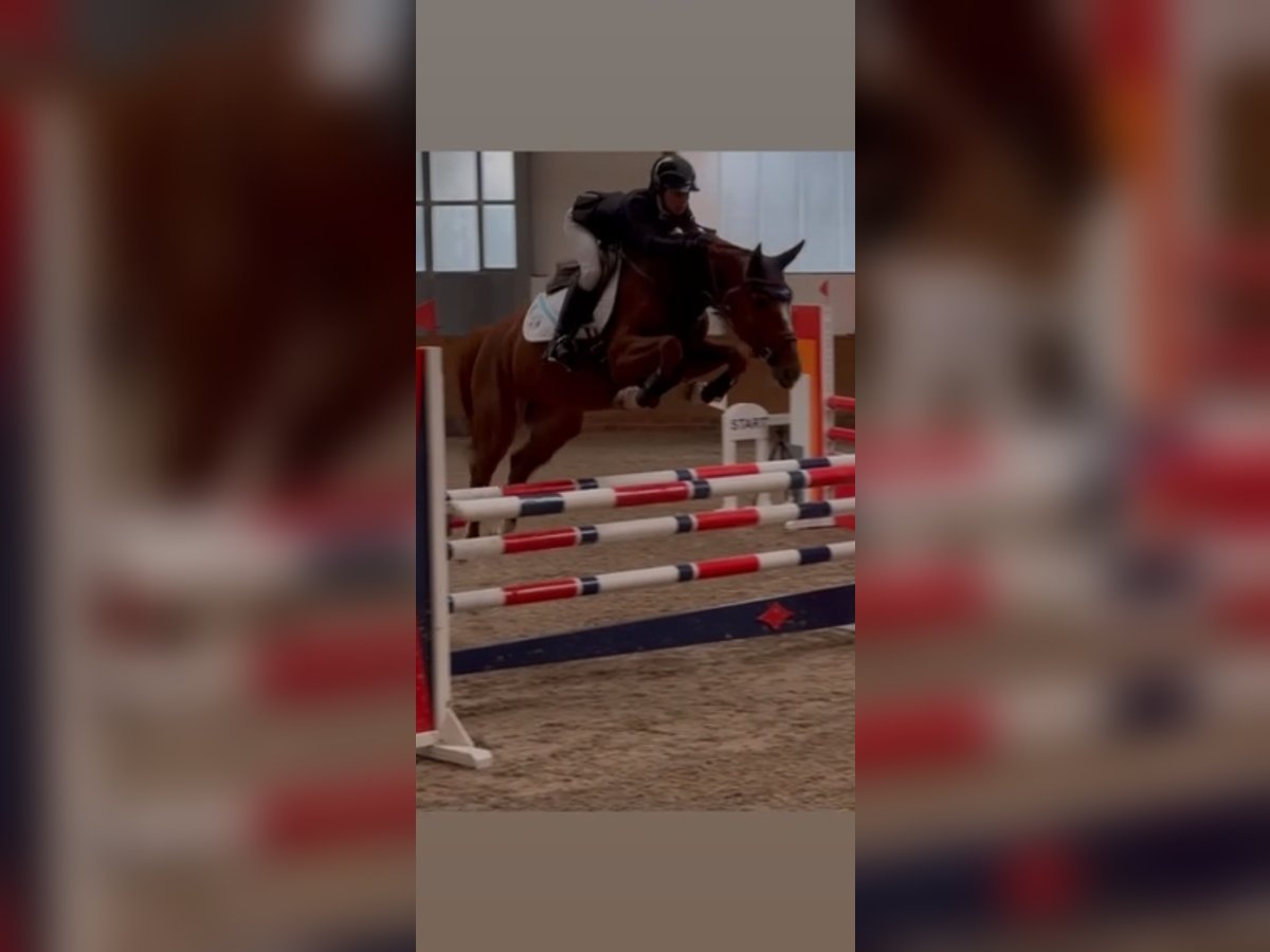 Oldenburger Springpferd Stute 8 Jahre 164 cm Fuchs in Lilienthal