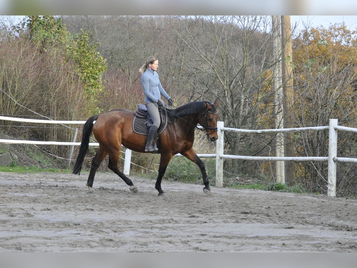 Oldenburger Springpferd Stute 8 Jahre 165 cm Brauner in Gummersbach