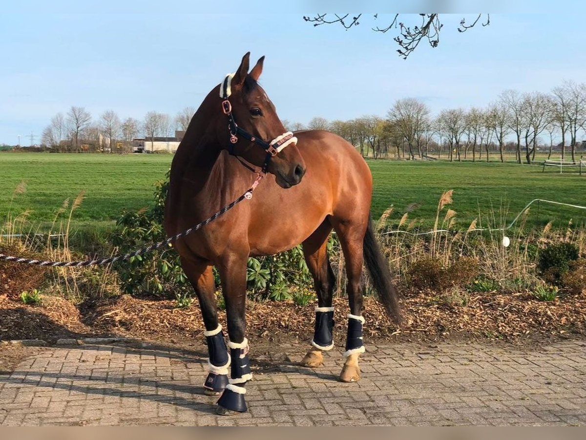 Oldenburger Springpferd Stute 8 Jahre 165 cm Brauner in Berne