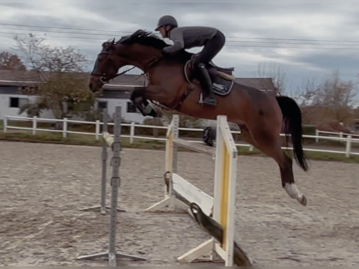 Oldenburger Springpferd Stute 8 Jahre 166 cm Brauner in Schulendorf
