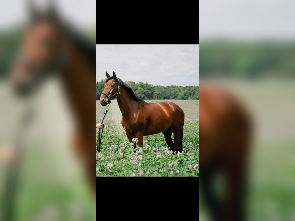 Oldenburger Springpferd Stute 8 Jahre 166 cm Brauner in Zernien