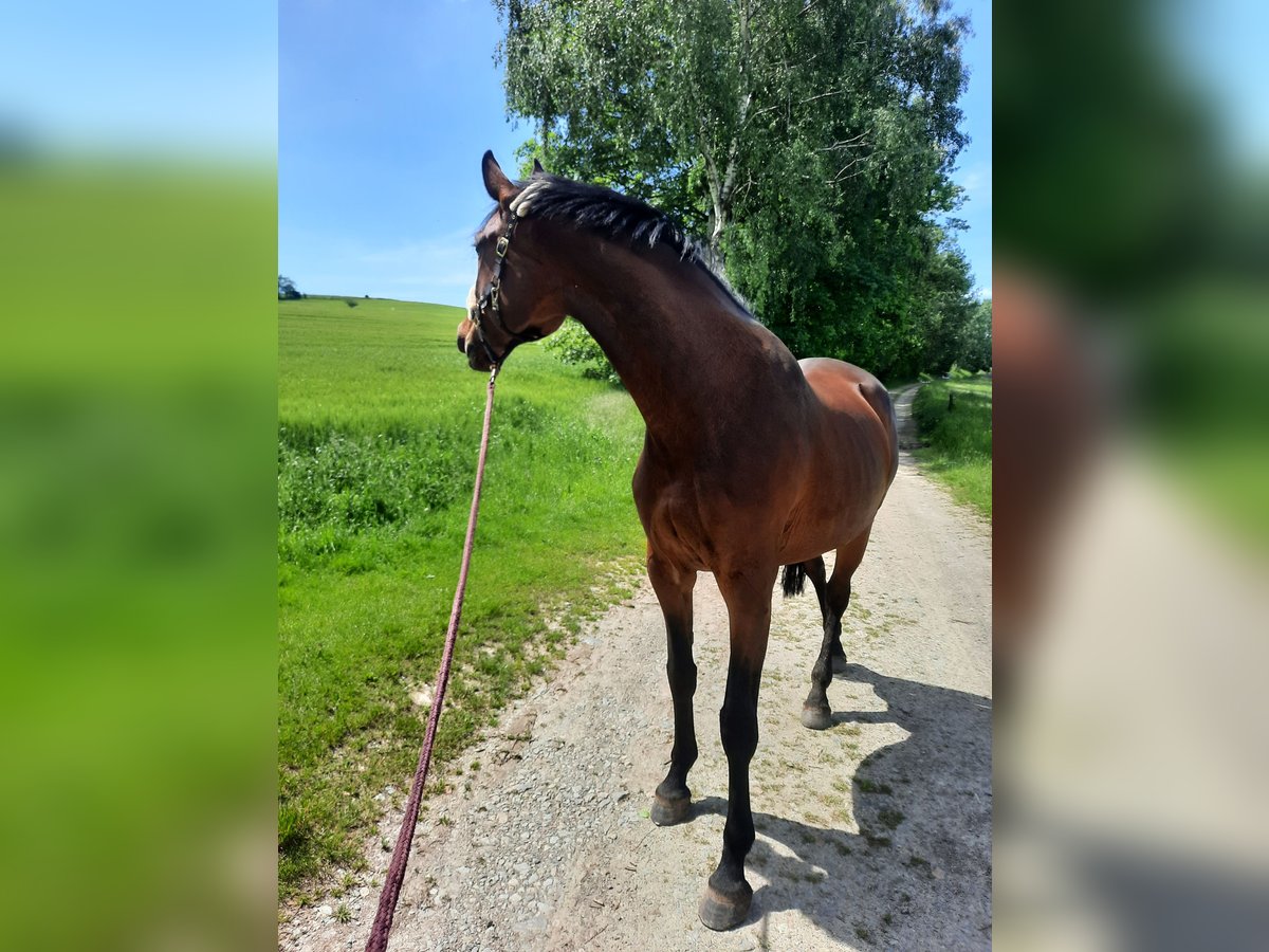 Oldenburger Springpferd Stute 8 Jahre 168 cm Brauner in Chemnitz, Sachsen