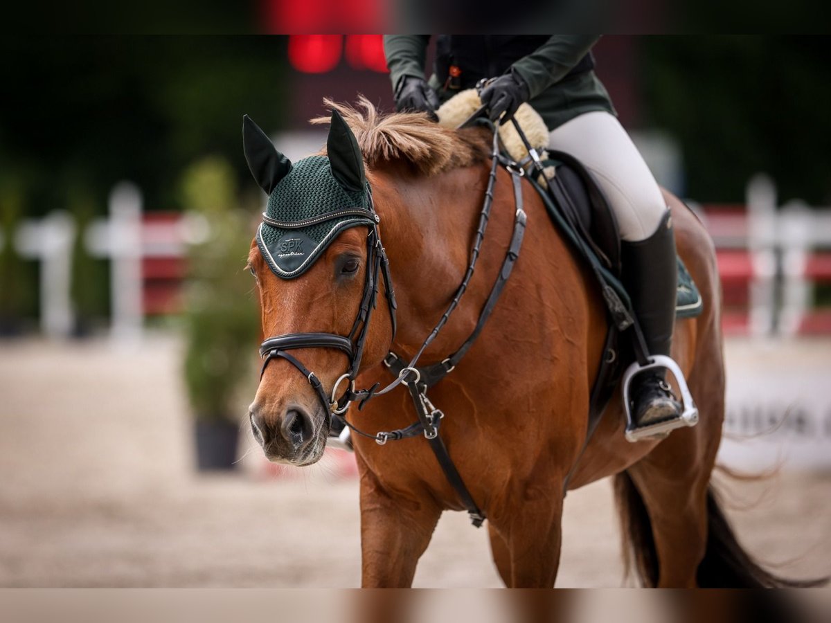 Oldenburger Springpferd Stute 8 Jahre 168 cm Fuchs in Winterberg ZH