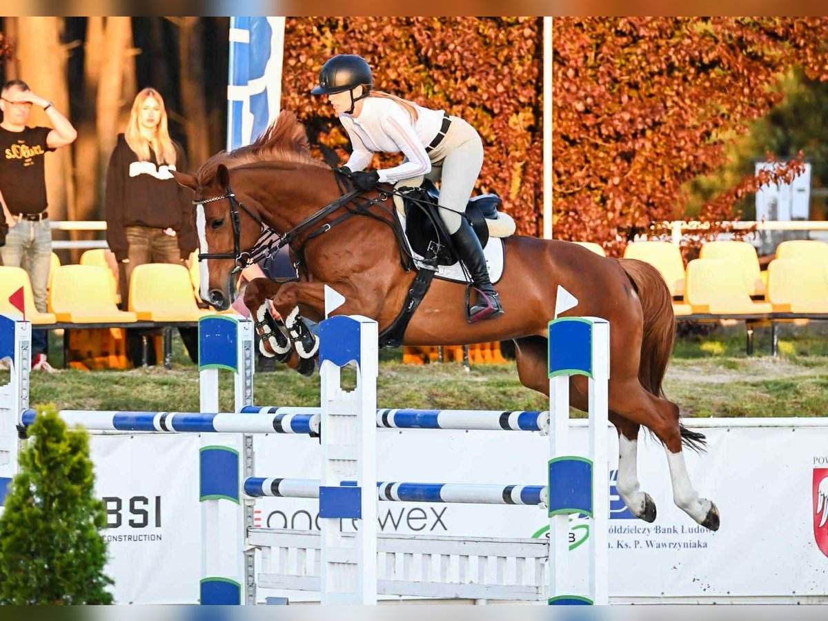 Oldenburger Springpferd Stute 8 Jahre 168 cm Fuchs in K&#xF3;rnik