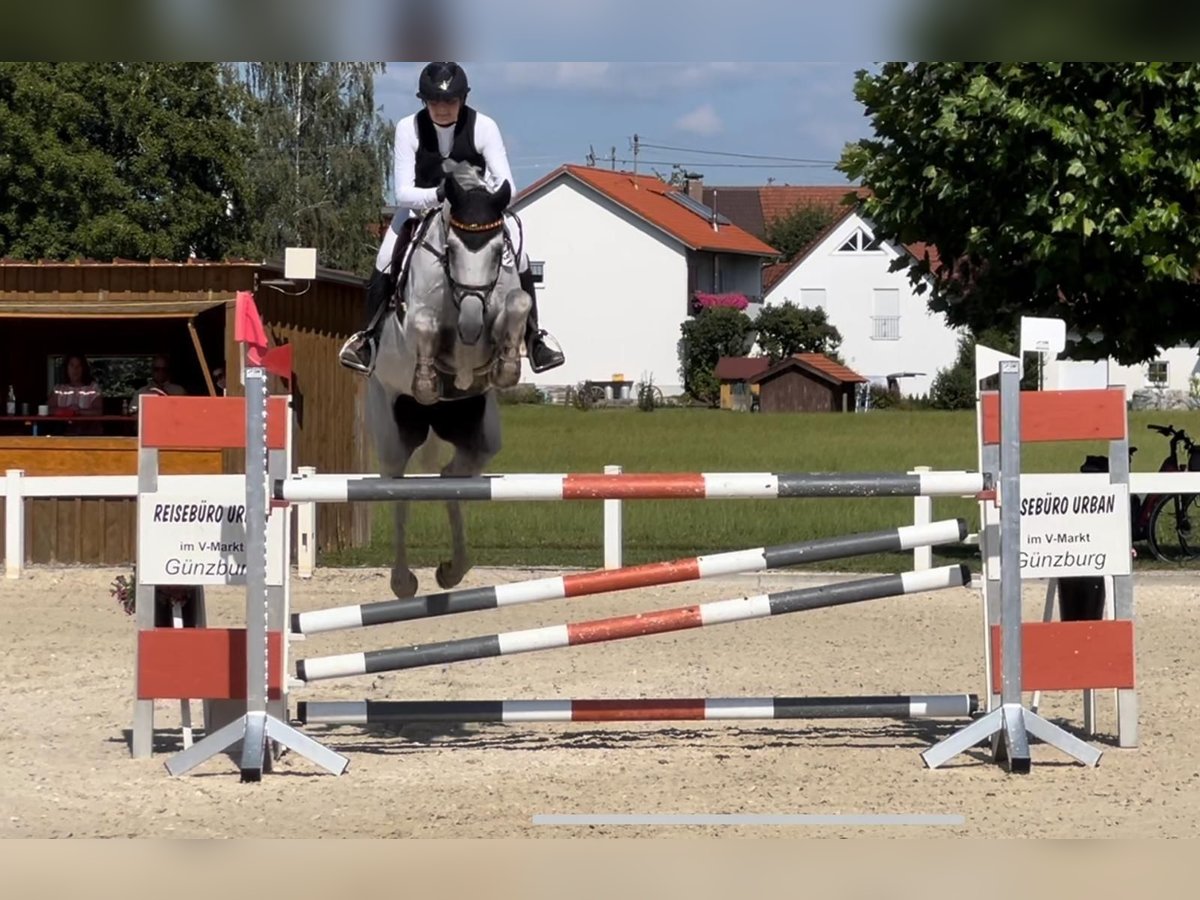 Oldenburger Springpferd Stute 8 Jahre 168 cm Schimmel in Salgen