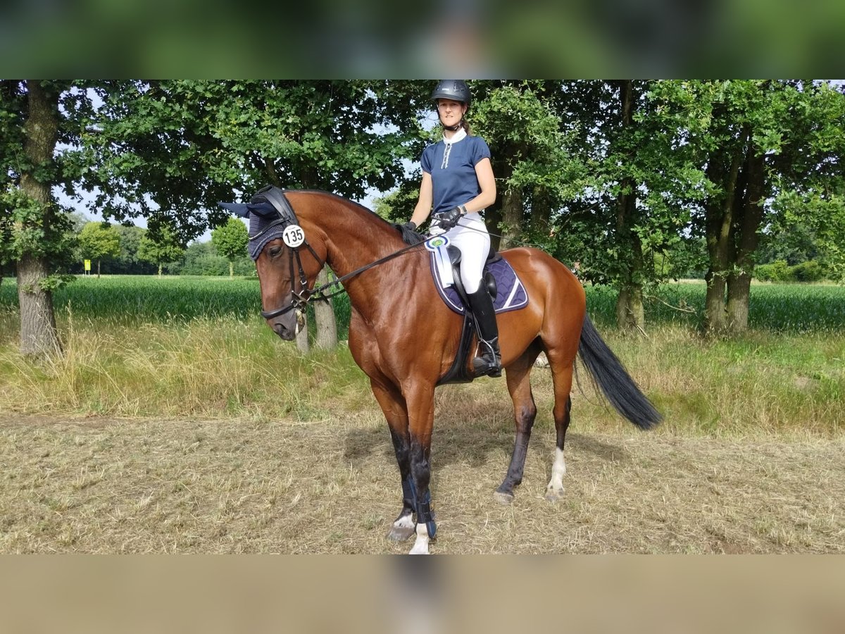Oldenburger Springpferd Stute 8 Jahre 169 cm Brauner in Rheine