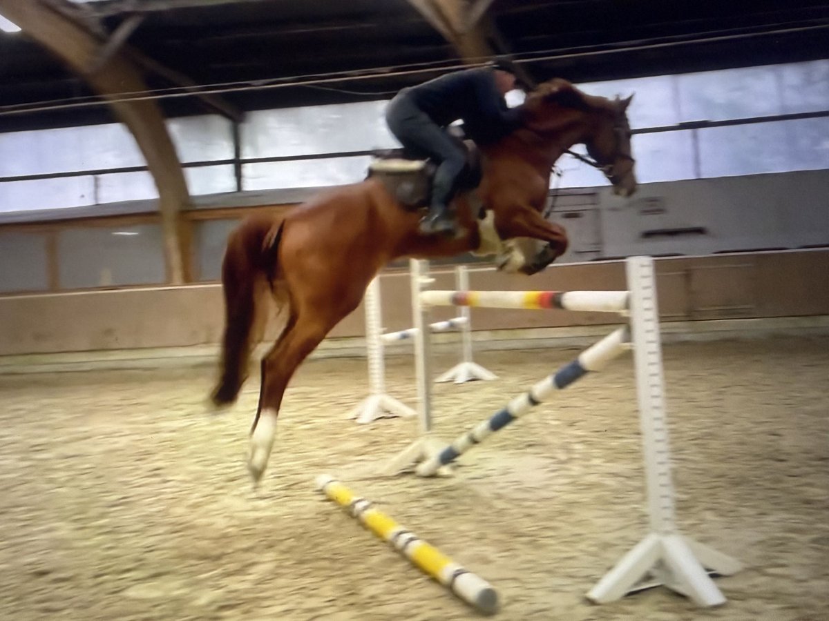 Oldenburger Springpferd Stute 8 Jahre 173 cm Fuchs in Hilden