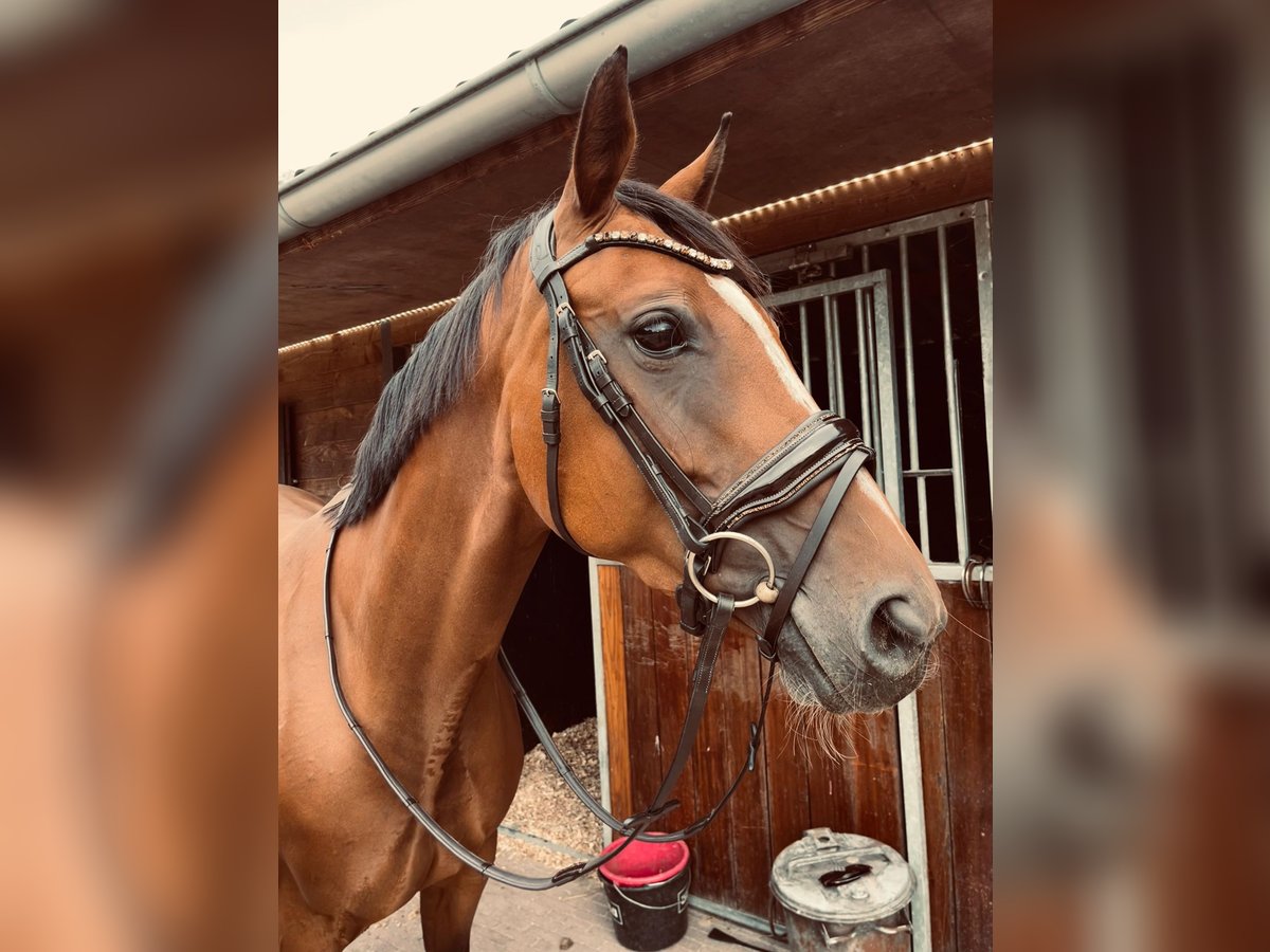 Oldenburger Springpferd Stute 9 Jahre 163 cm Brauner in Nijverdal