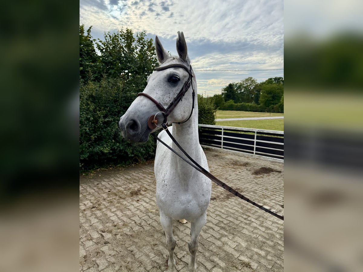 Oldenburger Springpferd Stute 9 Jahre 165 cm Fliegenschimmel in BergkamenBergkamen