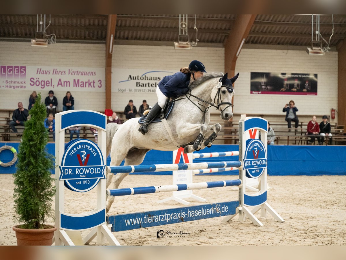 Oldenburger Springpferd Stute 9 Jahre 167 cm Schimmel in Walchum