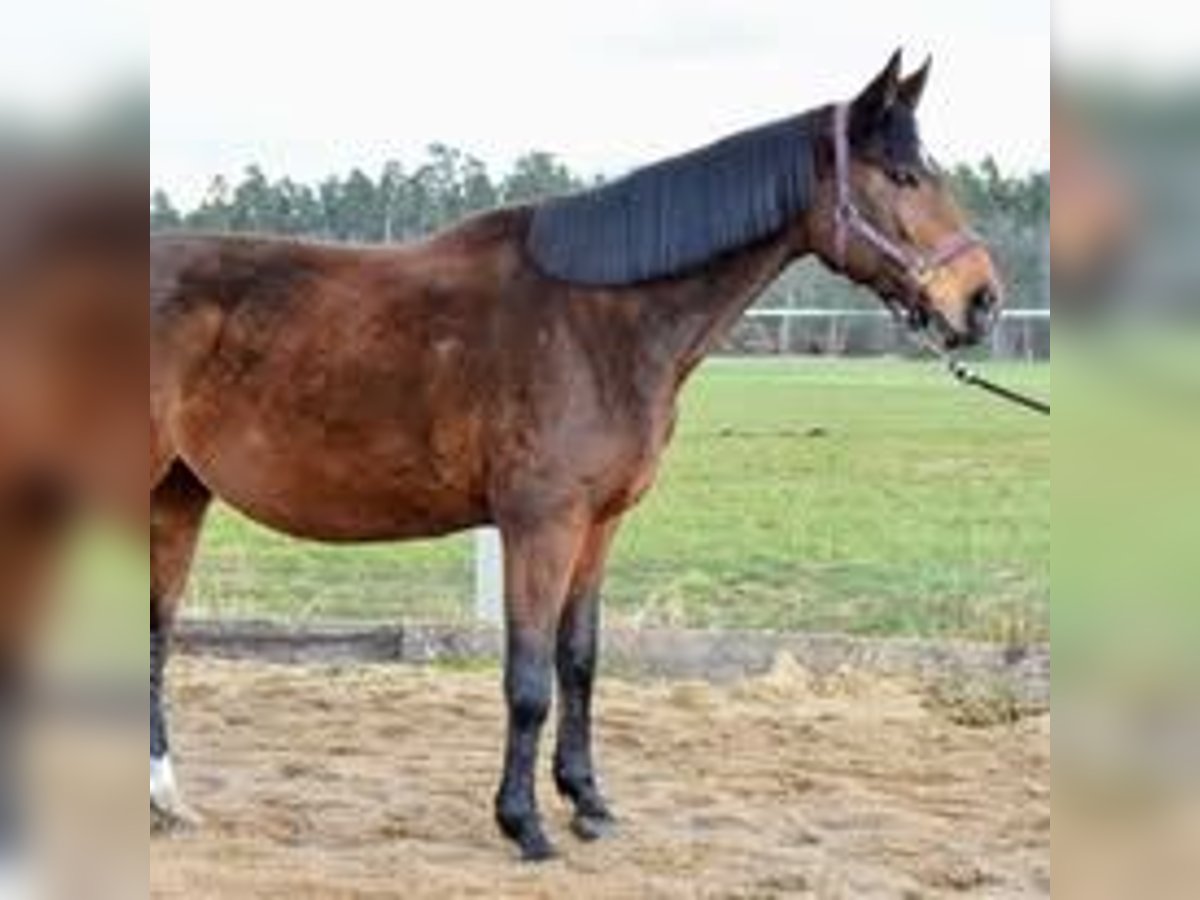 Oldenburger Springpferd Stute 9 Jahre 168 cm Brauner in L&#x119;bork