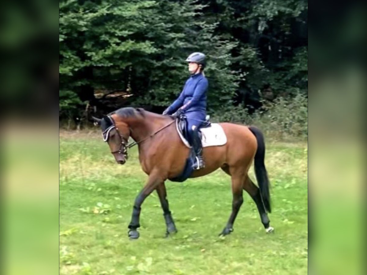 Oldenburger Springpferd Stute 9 Jahre 168 cm Dunkelbrauner in Wehrheim