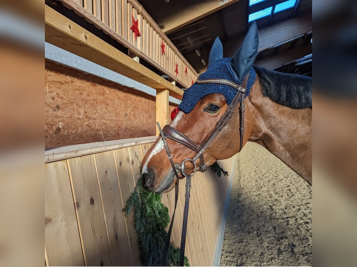 Oldenburger Springpferd Stute 9 Jahre 172 cm Brauner in Steinheim