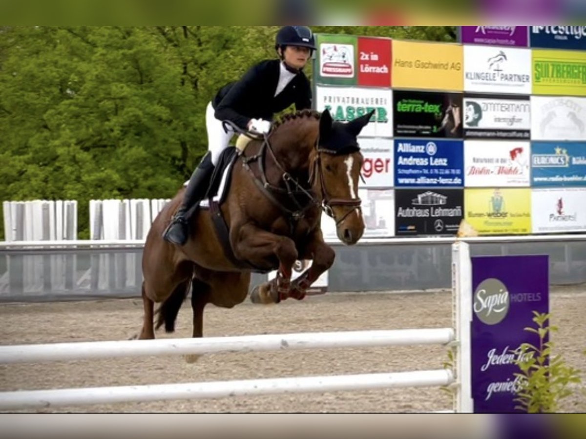 Oldenburger Springpferd Stute 9 Jahre 172 cm Fuchs in Singen