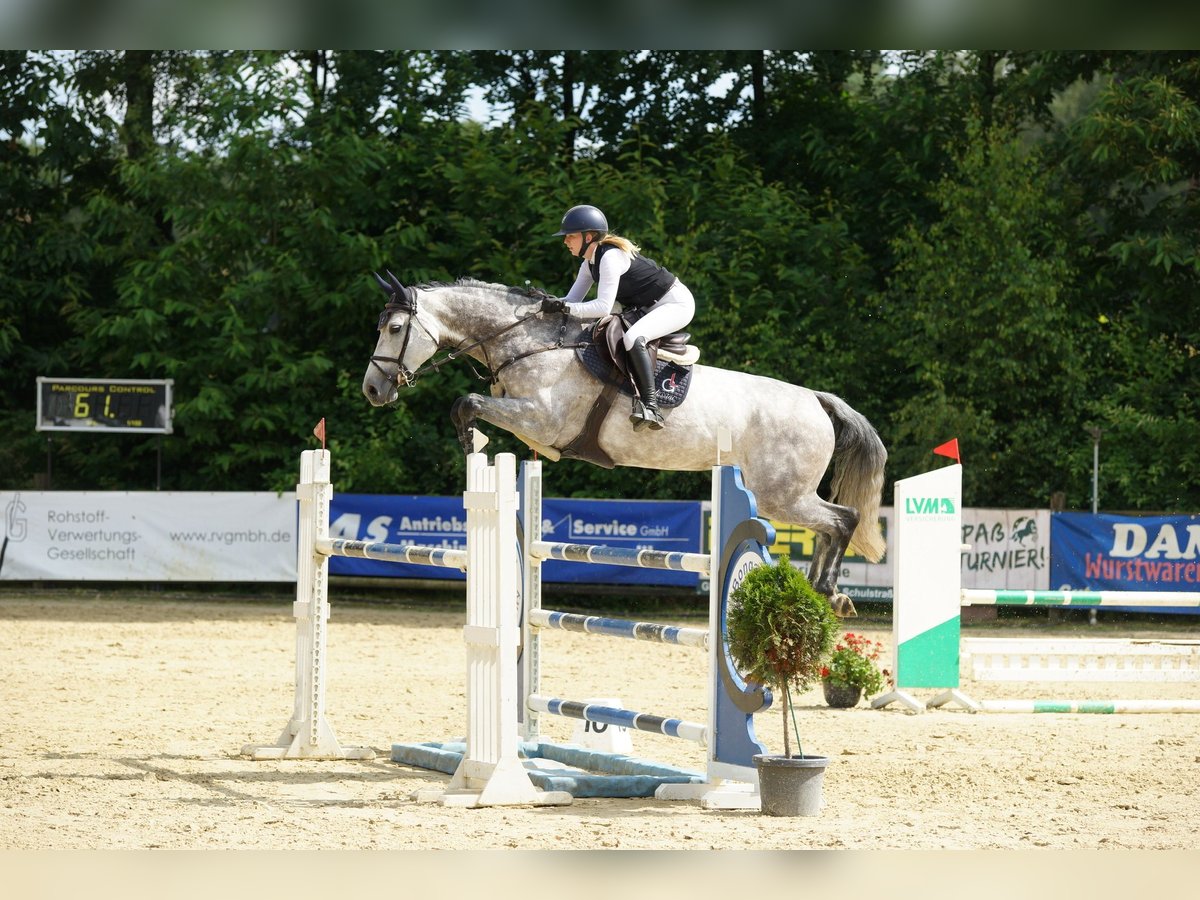 Oldenburger Springpferd Stute 9 Jahre 172 cm Schimmel in Herten