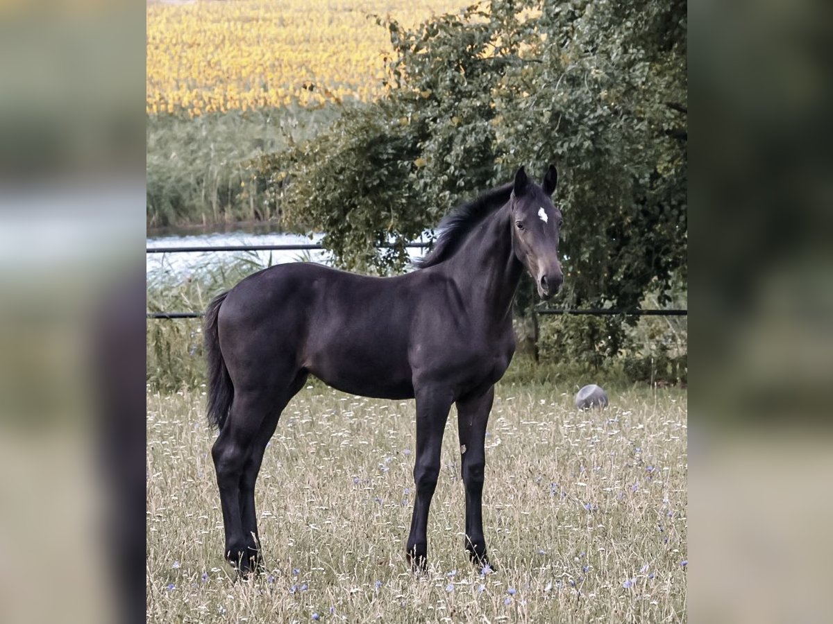 Oldenburger Springpferd, Stute in Glaubitz