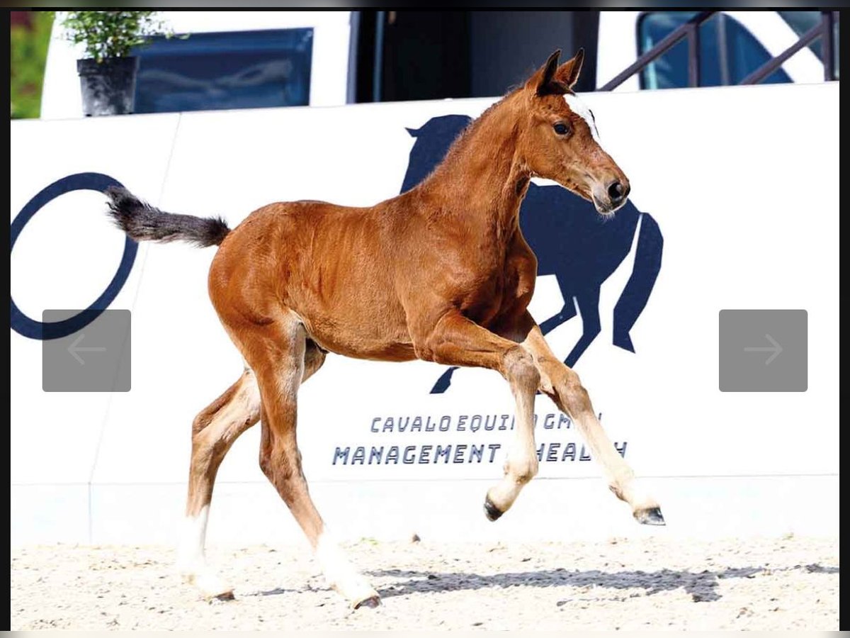 Oldenburger Springpferd Stute Fohlen (03/2025) 172 cm Brauner in Glaubitz