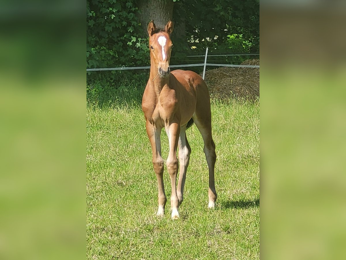 Oldenburger Springpferd Stute  Brauner in Cloppenburg