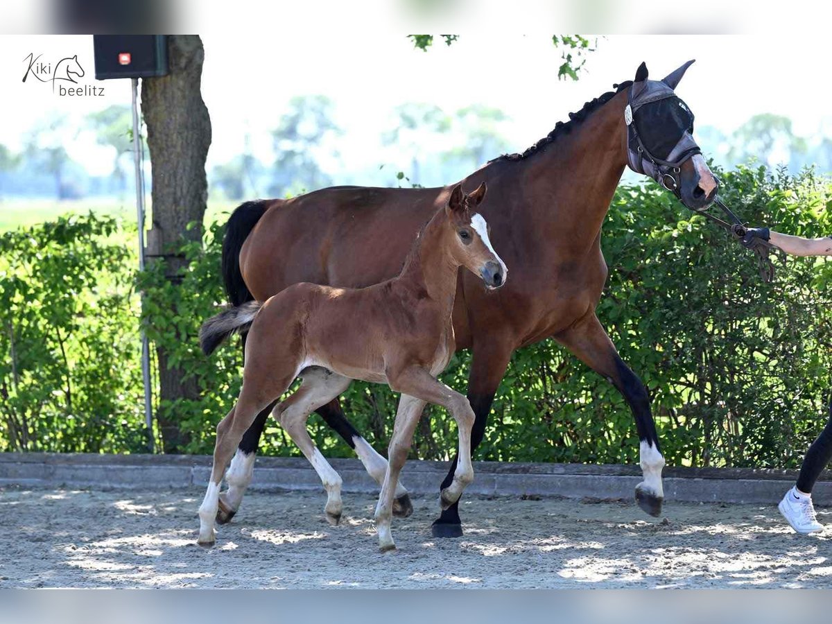Oldenburger Springpferd Stute  Brauner in Berne