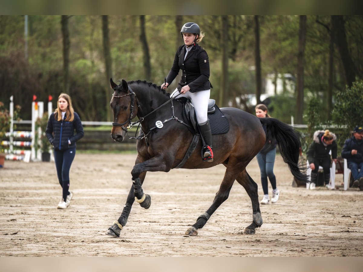Oldenburger Springpferd Wałach 11 lat 170 cm Ciemnogniada in Viersen