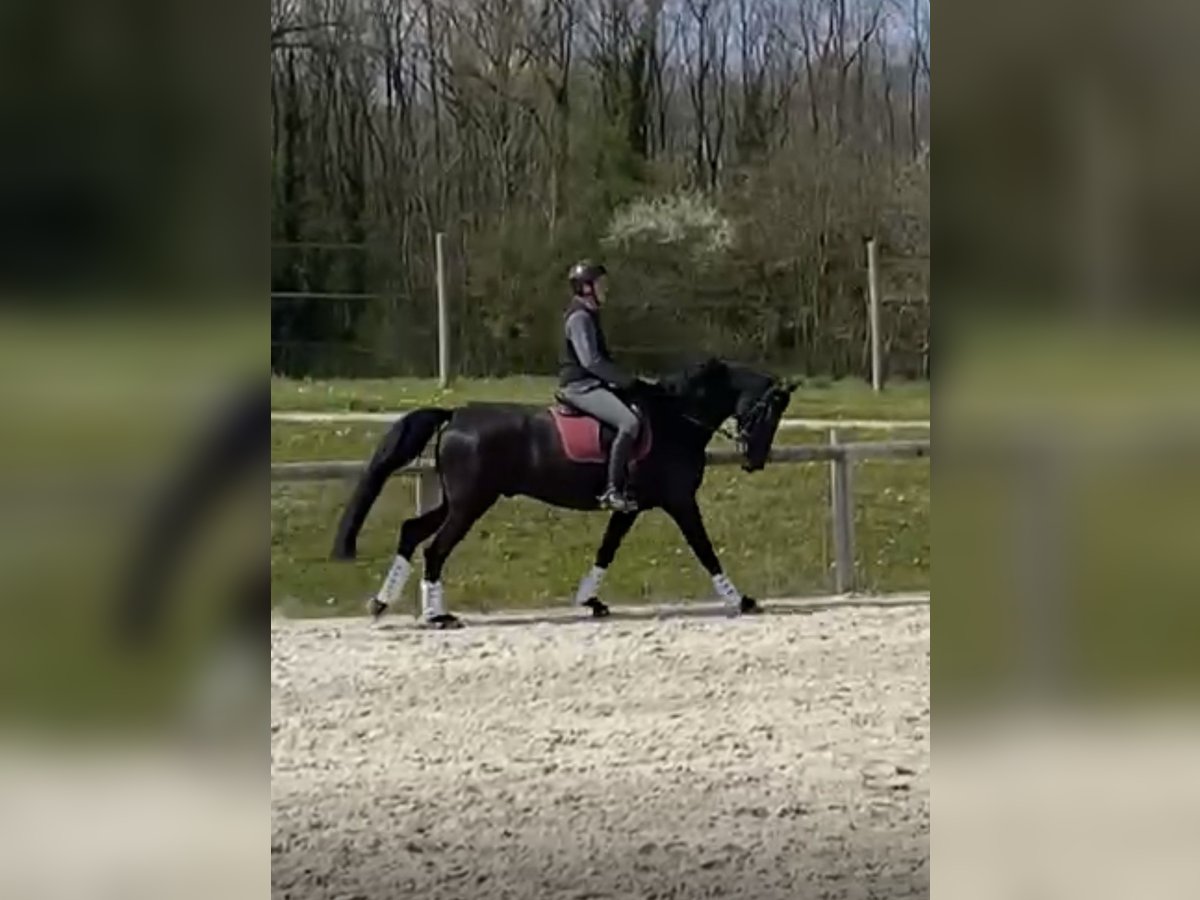 Oldenburger Springpferd Wałach 11 lat 175 cm Kara in Yvoire