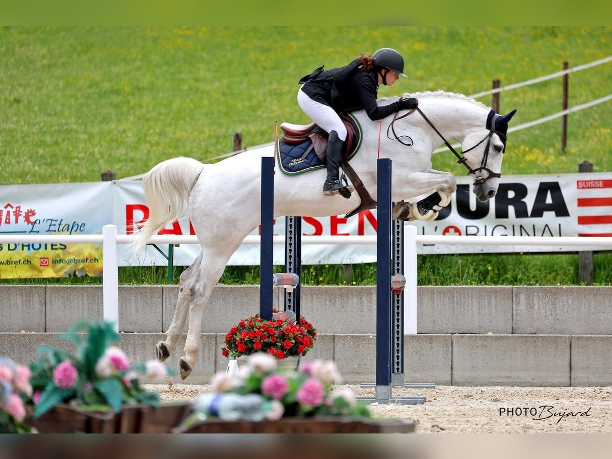 Oldenburger Springpferd Wałach 14 lat 170 cm Siwa in Porrentruy