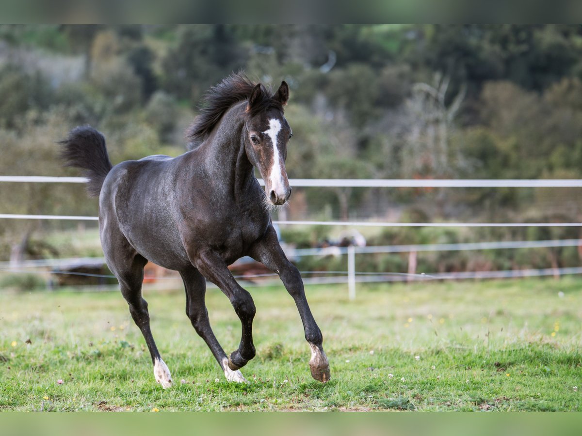 Oldenburger Springpferd Wałach 1 Rok 170 cm Może być siwy in Weißenbrüchen