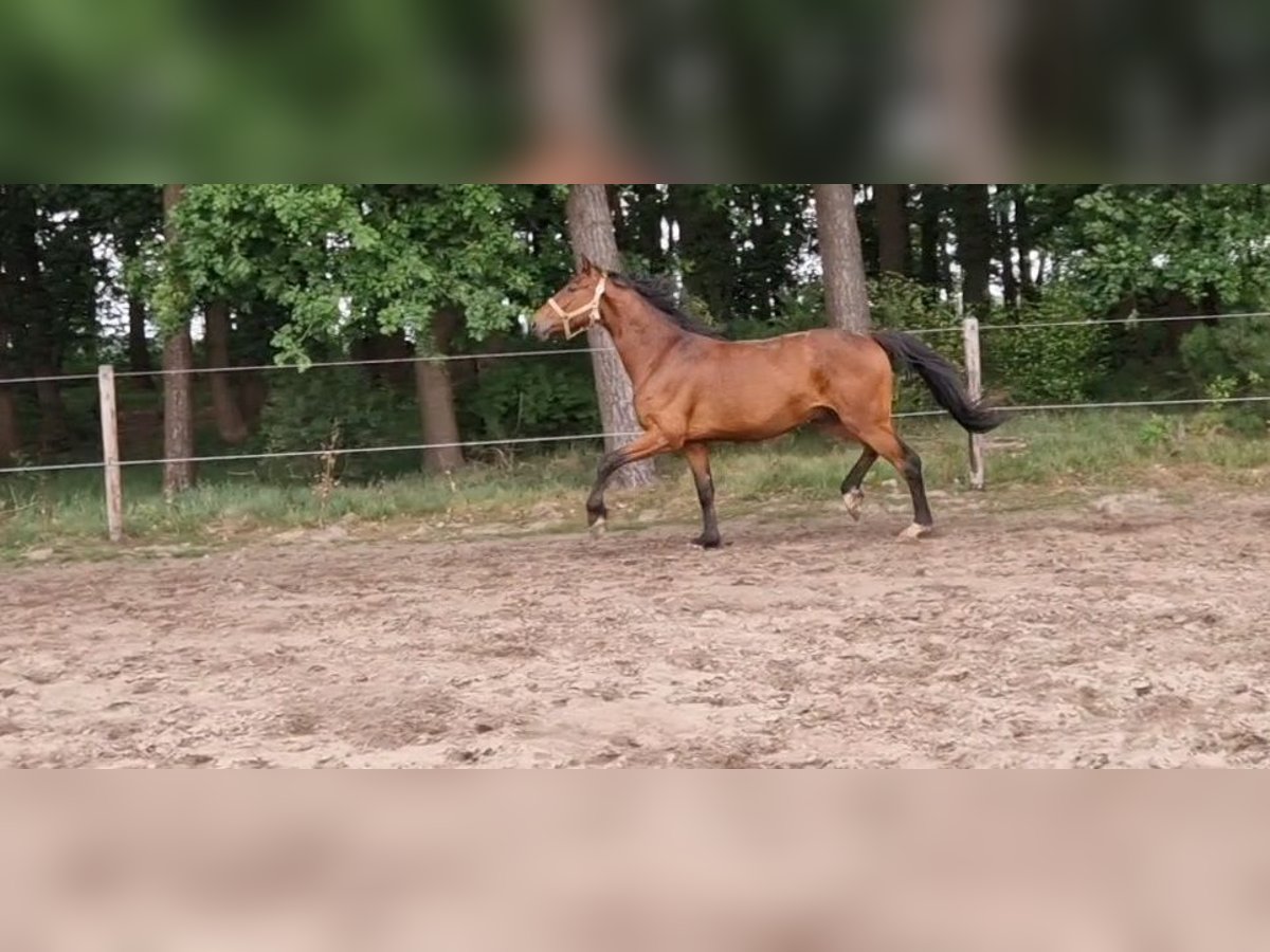 Oldenburger Springpferd Wałach 3 lat 162 cm Gniada in Lindern (Oldenburg)