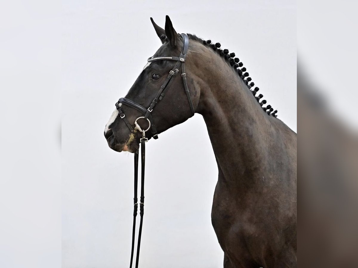 Oldenburger Springpferd Wałach 4 lat 167 cm Kara in GŁUBCZYN