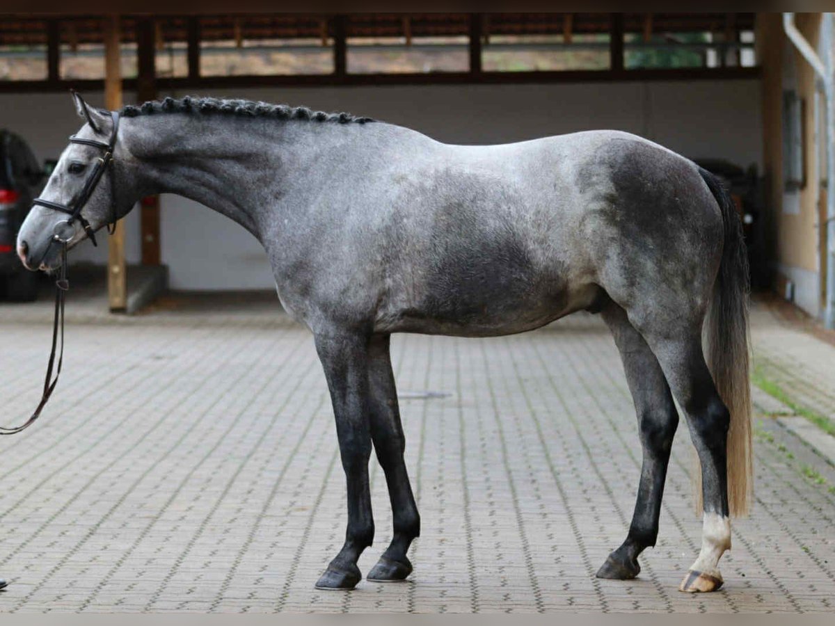 Oldenburger Springpferd Wałach 4 lat 170 cm Siwa in Obrok
