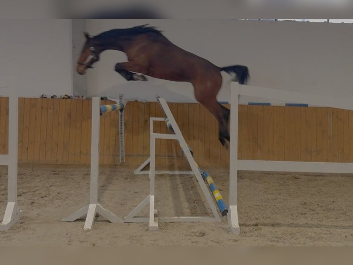 Oldenburger Springpferd Wałach 4 lat 172 cm Gniada in GŁUBCZYN