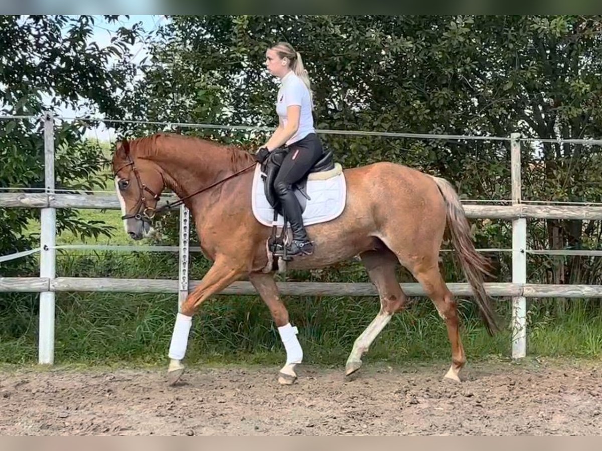 Oldenburger Springpferd Wałach 5 lat 164 cm Kasztanowata in Ochtersum